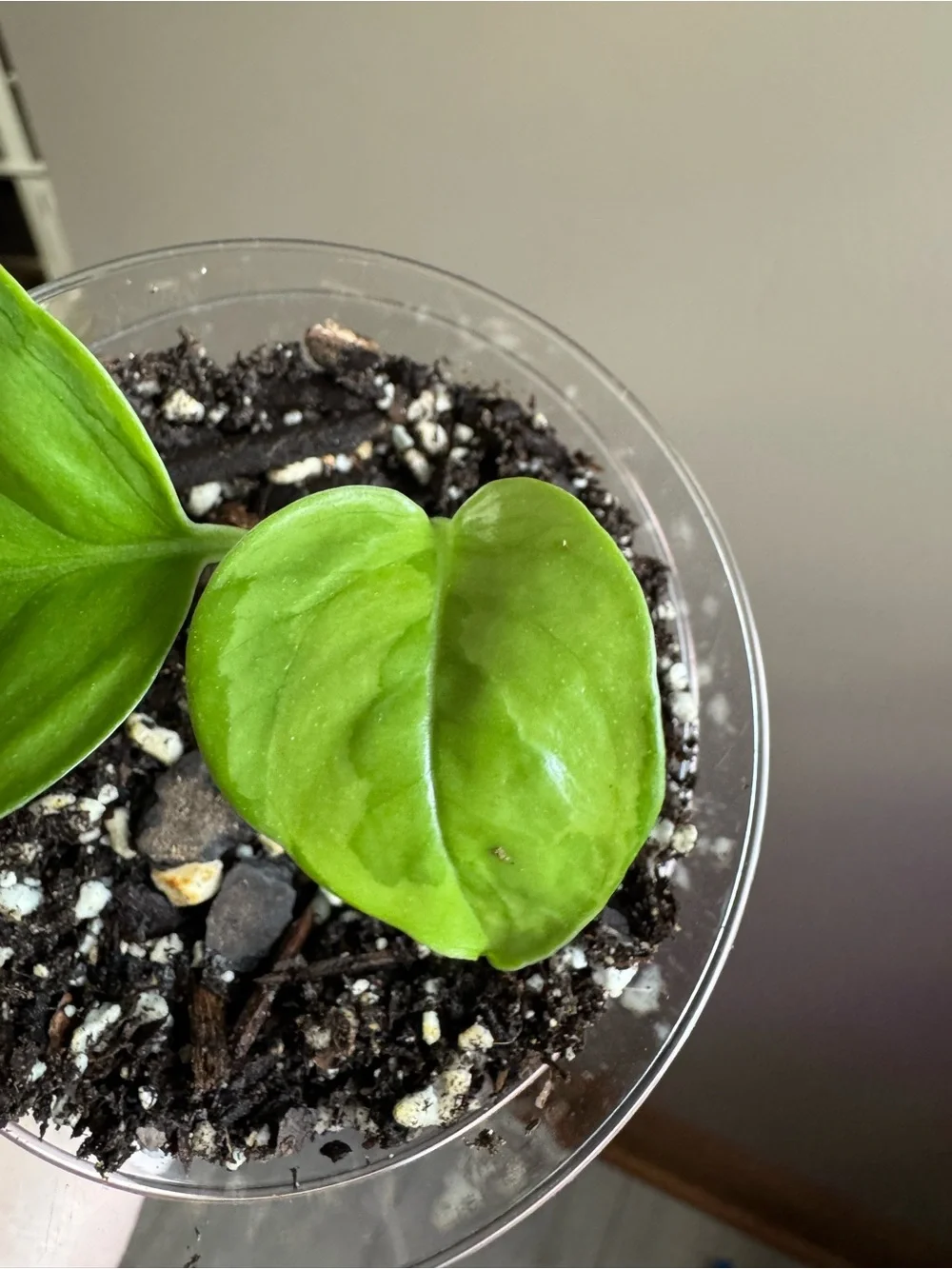 Global Green Pothos-Rooted